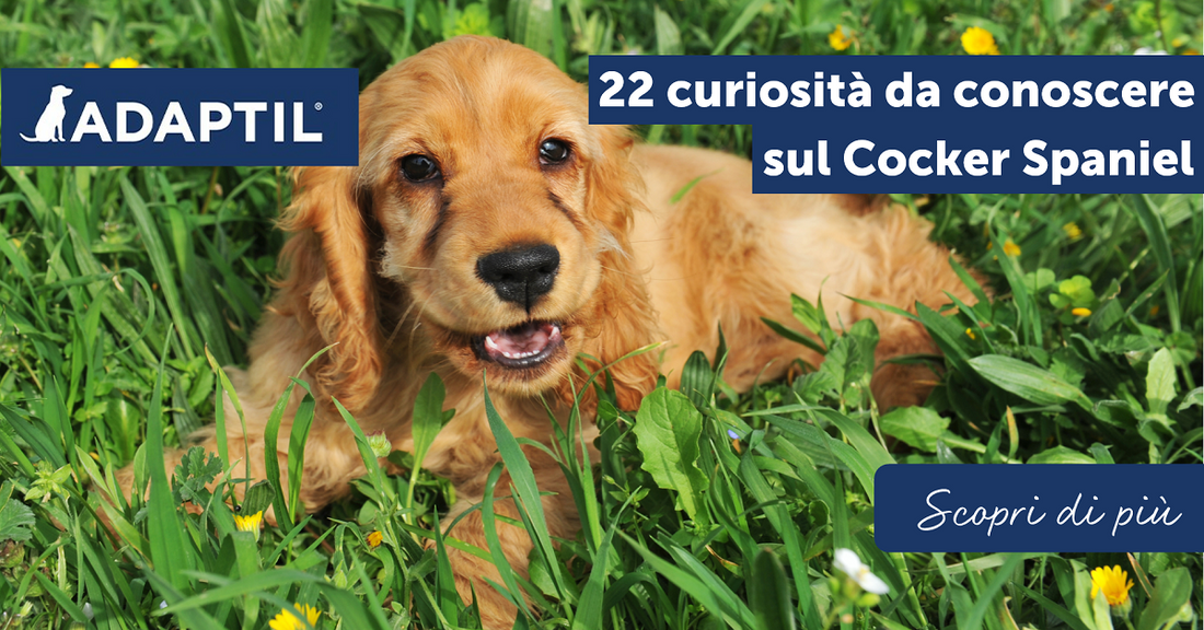 22 curiosità da conoscere sul Cocker Spaniel