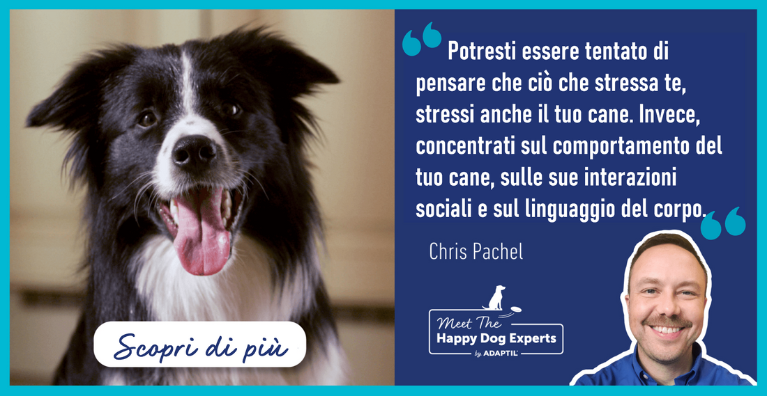 Come aiutare il cane a superare lo stress