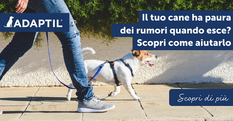 Il tuo cane ha paura dei rumori quando esce? Scopri come aiutarlo