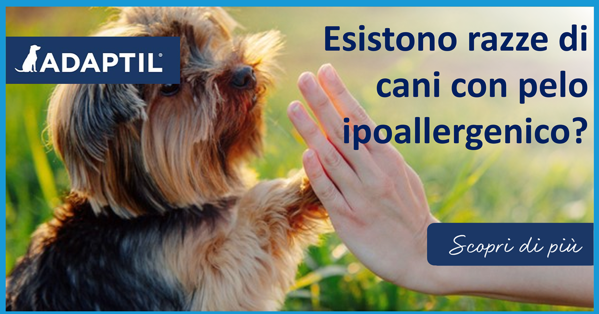 Esistono razze di cani con pelo ipoallergenico?