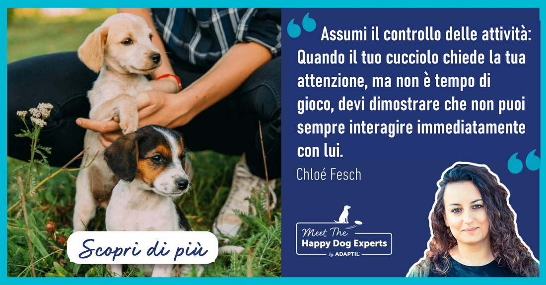 L'addestramento del cucciolo: 3 consigli per partire alla grande