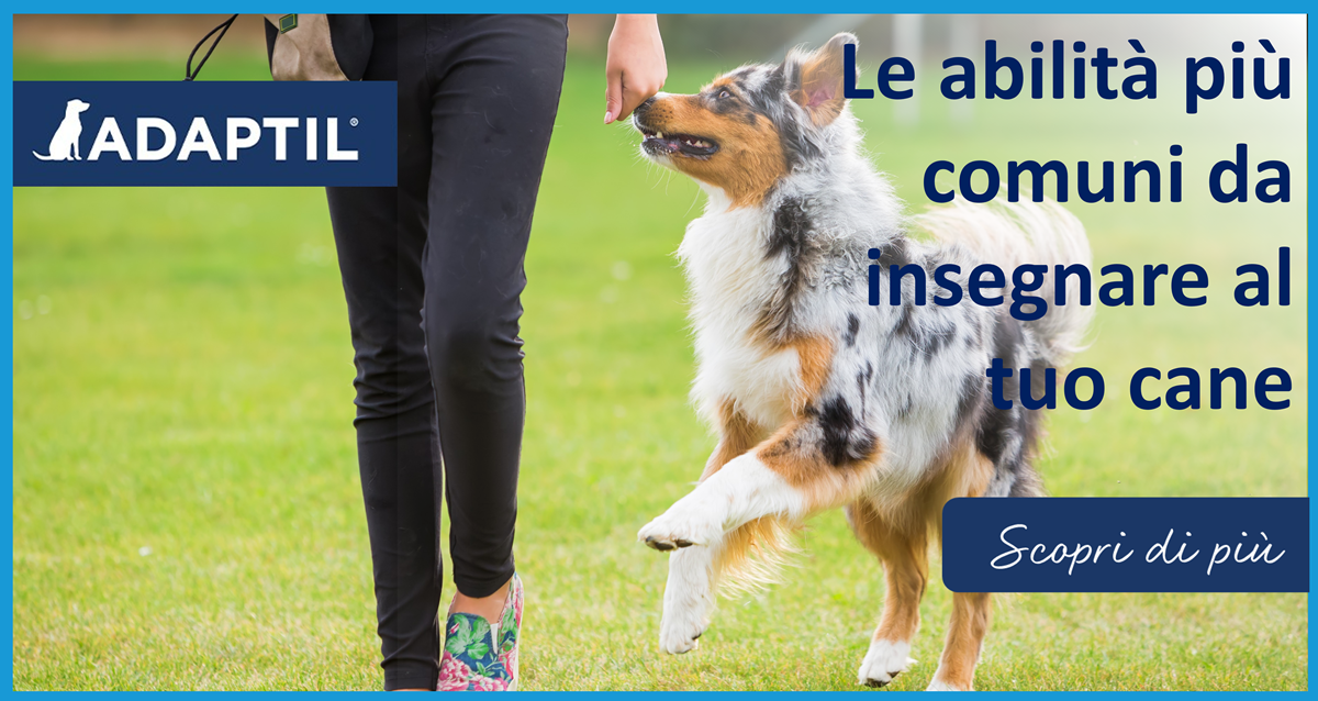 Le abilità più comuni da insegnare al tuo cane