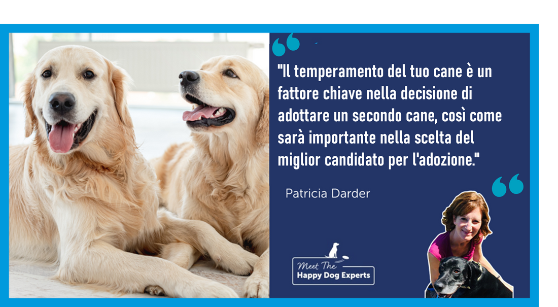 Adottare un secondo cane