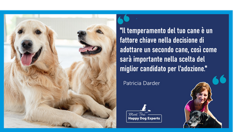 Adottare un secondo cane