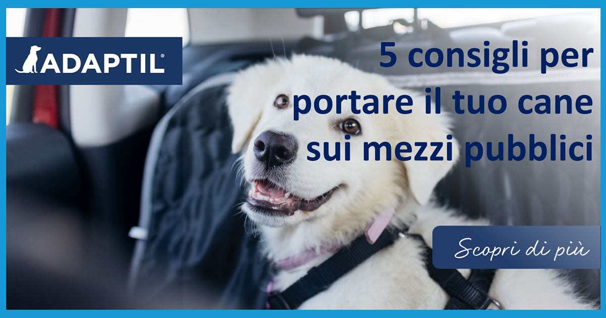 5 consigli per portare il tuo cane sui mezzi pubblici