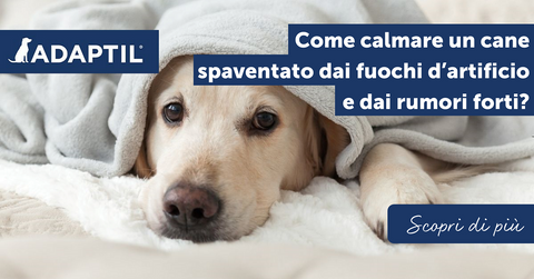 Come calmare un cane spaventato dai botti e i rumori forti