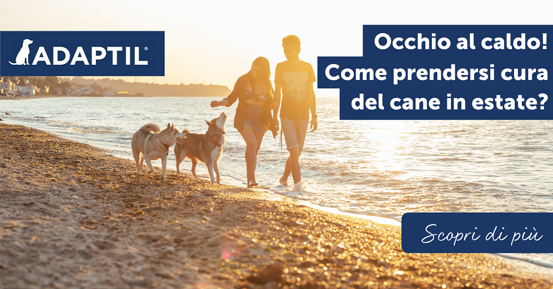 Occhio al caldo! Come prendersi cura del cane in estate?