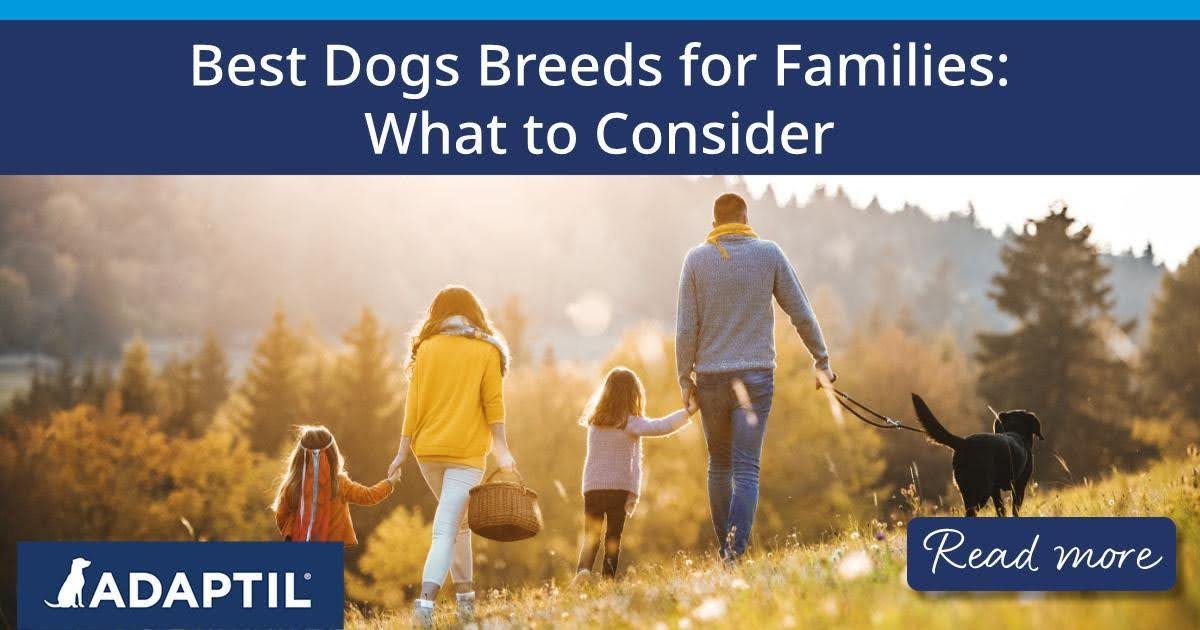 Una veduta posteriore di una famiglia con due bambini piccoli e un cane durante una passeggiata al tramonto all'aperto. 