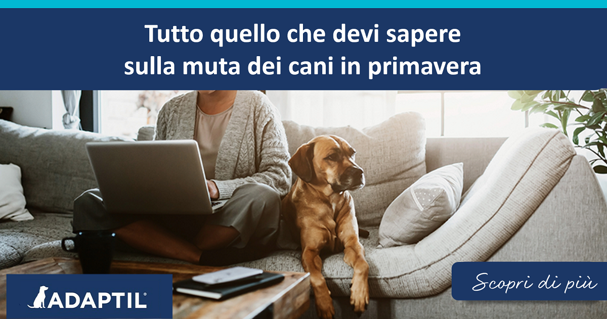 Tutto quello che devi sapere sulla muta dei cani in primavera