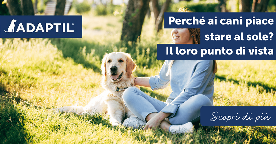 Perché ai cani piace stare al sole? Il loro punto di vista