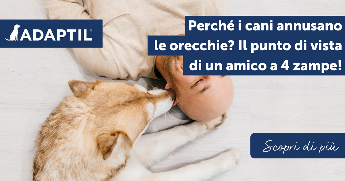 Perché i cani annusano le orecchie? Il punto di vista di un amico a 4 zampe