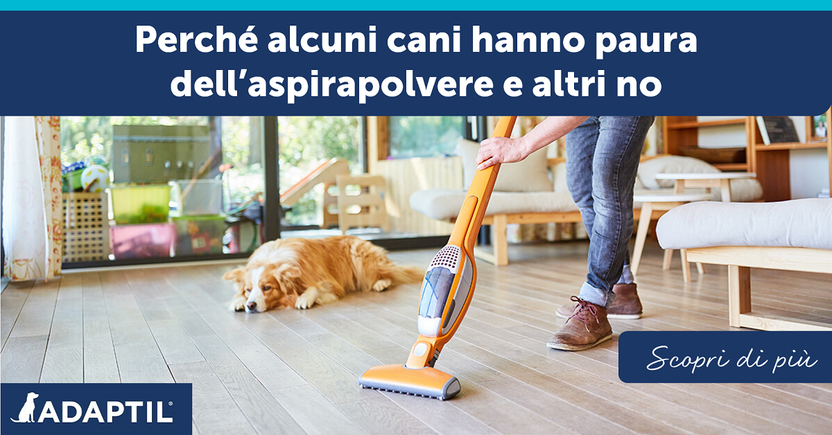 Perché alcuni cani hanno paura dell’aspirapolvere e altri no