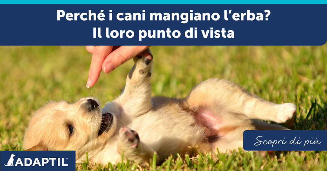 Perché i cani mangiano l’erba? Il loro punto di vista