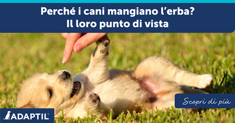 Perché i cani mangiano l’erba? Il loro punto di vista