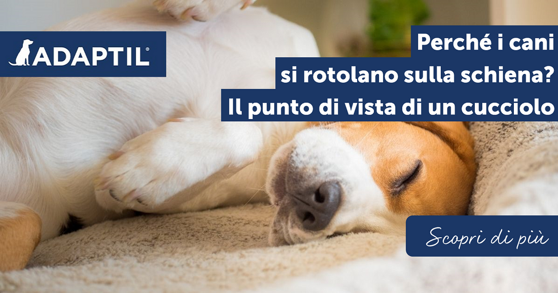Perché i cani si rotolano sulla schiena? Il punto di vista di un cucciolo