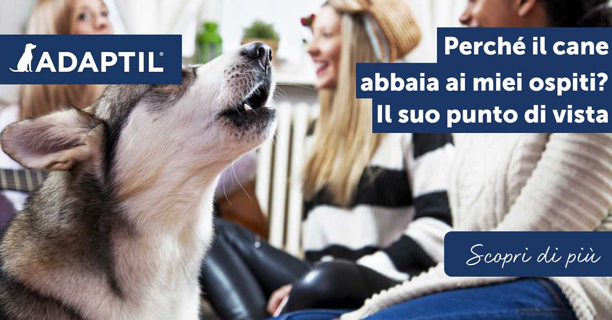 Perché il cane abbaia ai miei ospiti? Il suo punto di vista