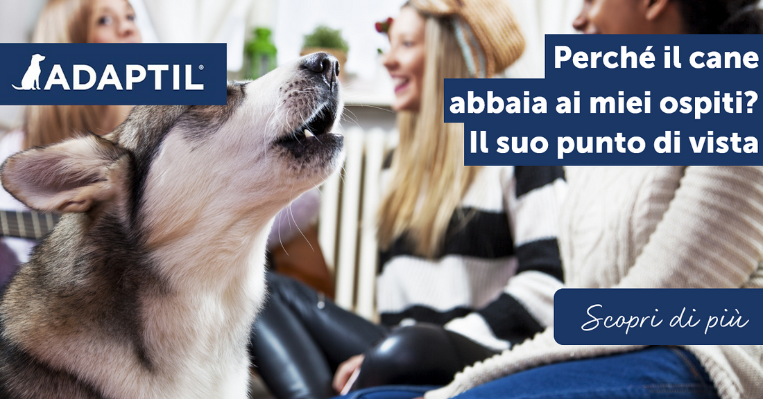 Perché il cane abbaia ai miei ospiti? Il suo punto di vista