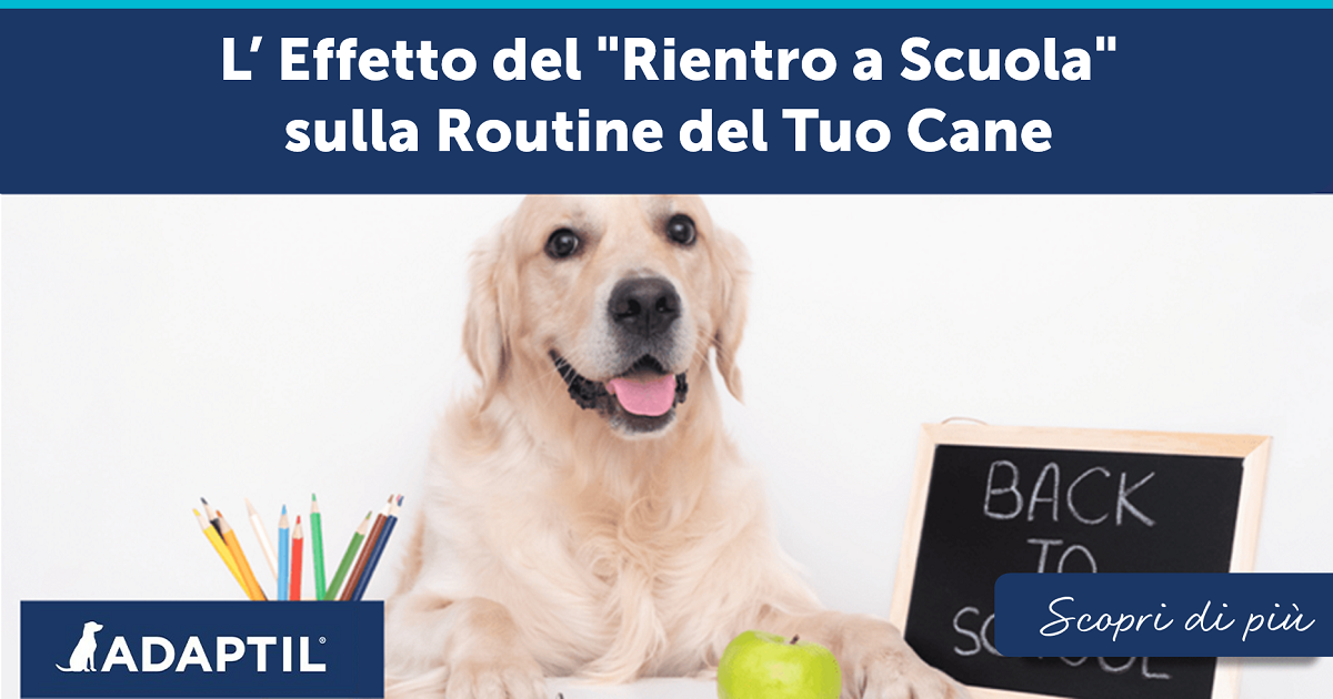 L'Effetto del "Rientro a Scuola" sulla Routine del Tuo Cane