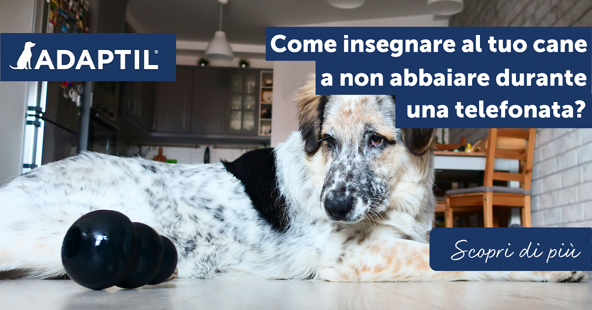 Come insegnare al tuo cane a non abbaiare durante una telefonata?