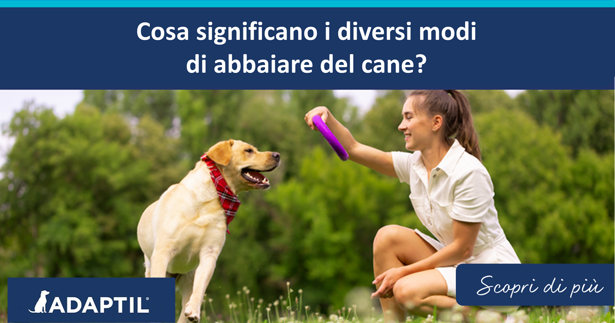 Cosa significano i diversi modi di abbaiare del cane?