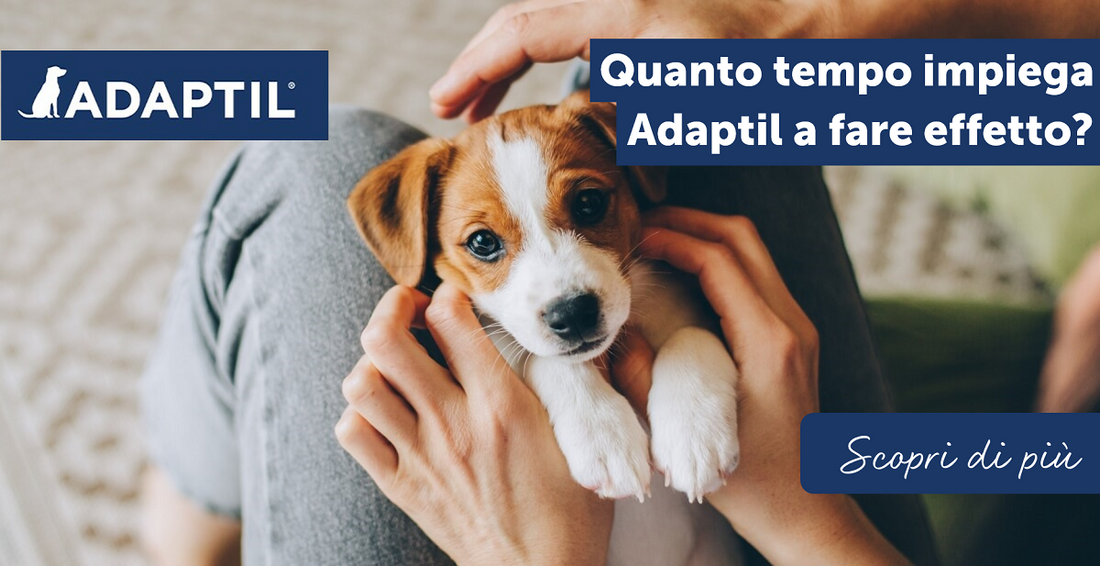 Quanto tempo impiega ADAPTIL a fare effetto?