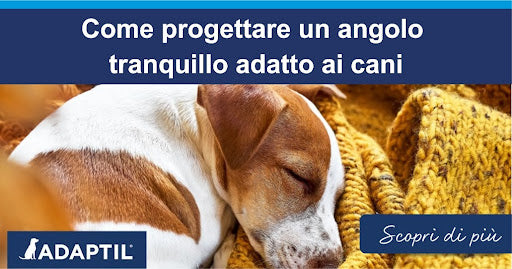 Cagnolino comodo Jack Russell Terrier rannicchiato e addormentato su una coperta gialla.