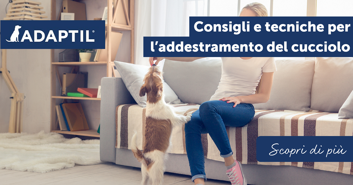 Consigli e tecniche per l’addestramento del cucciolo