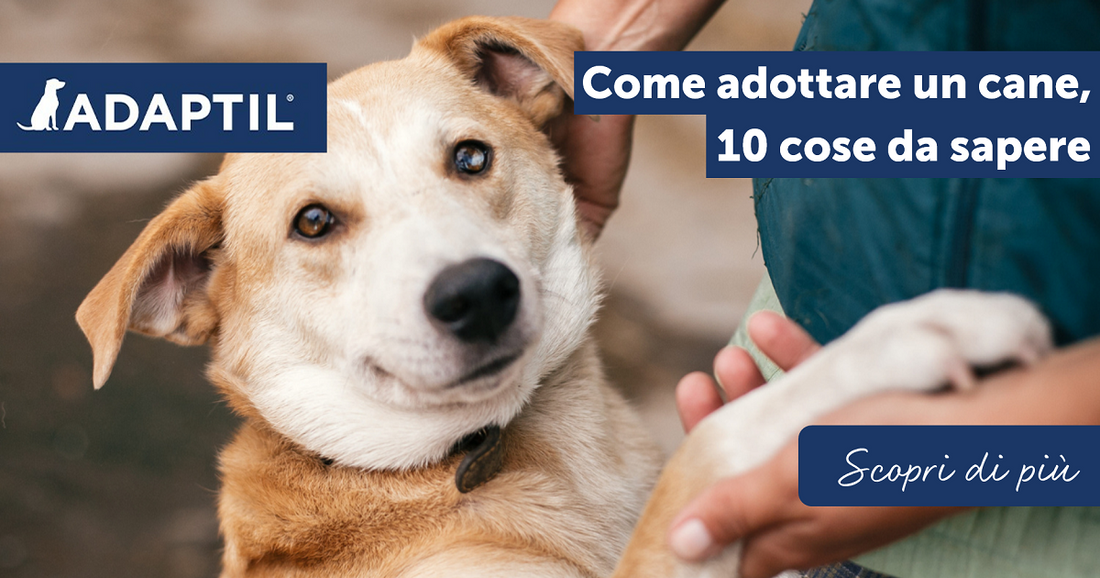 Come adottare un cane, 10 cose da sapere