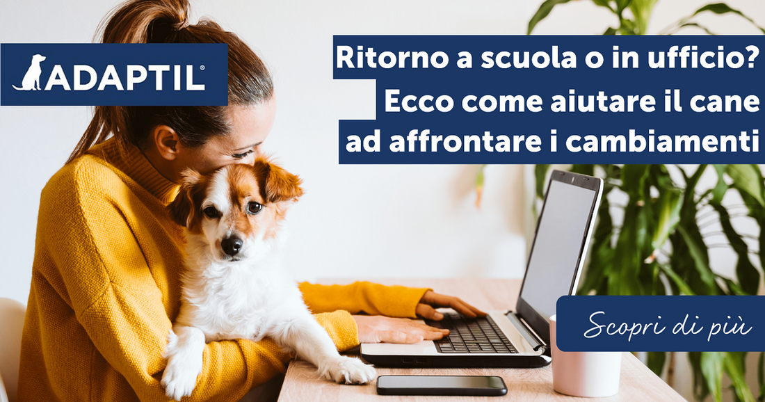 Ritorno a scuola o in ufficio? Ecco come aiutare il cane ad affrontare i cambiamenti