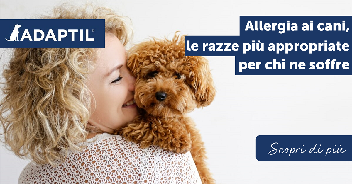 Allergia ai cani, le razze più appropriate per chi ne soffre