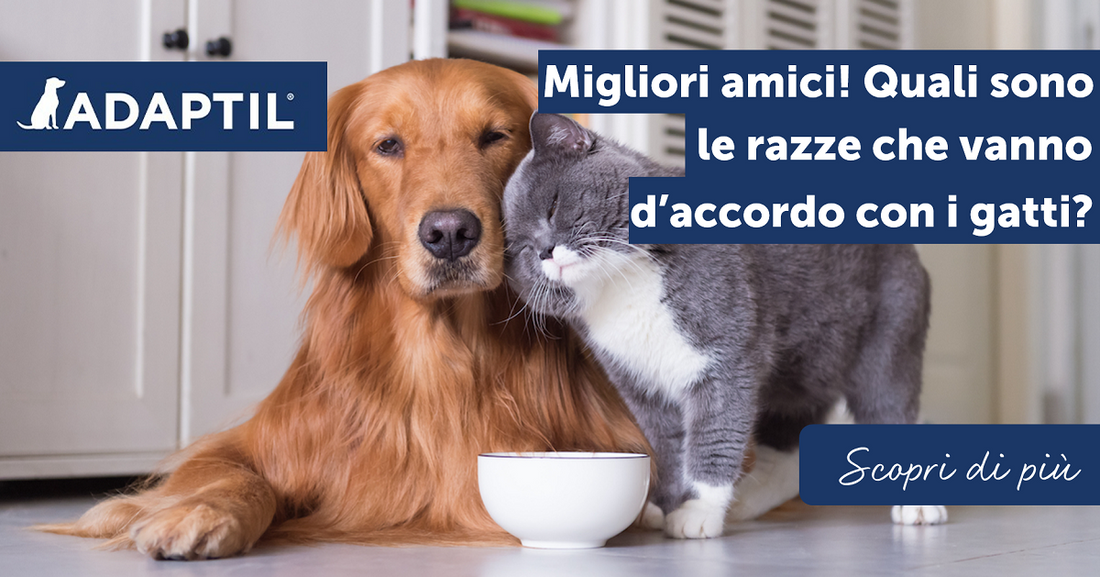 Migliori amici! Quali sono le razze che vanno d’accordo con i gatti?