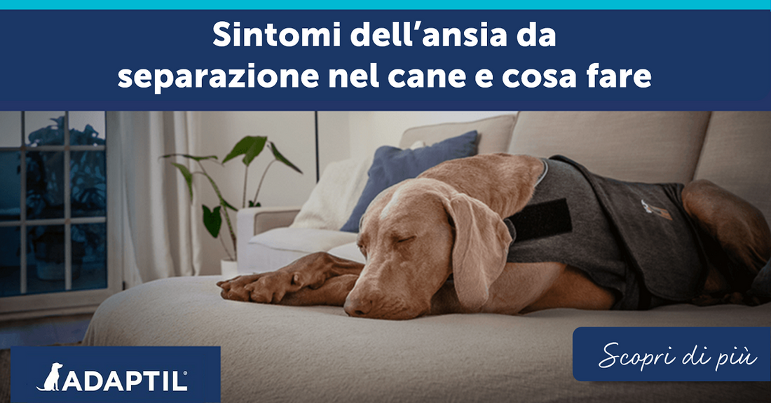 Sintomi dell’ansia da separazione nel cane e cosa fare