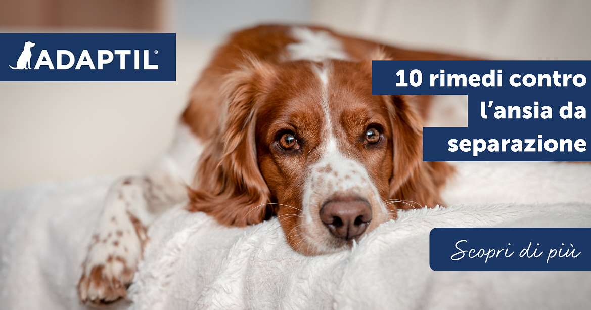 10 rimedi contro l’ansia da separazione nel cane