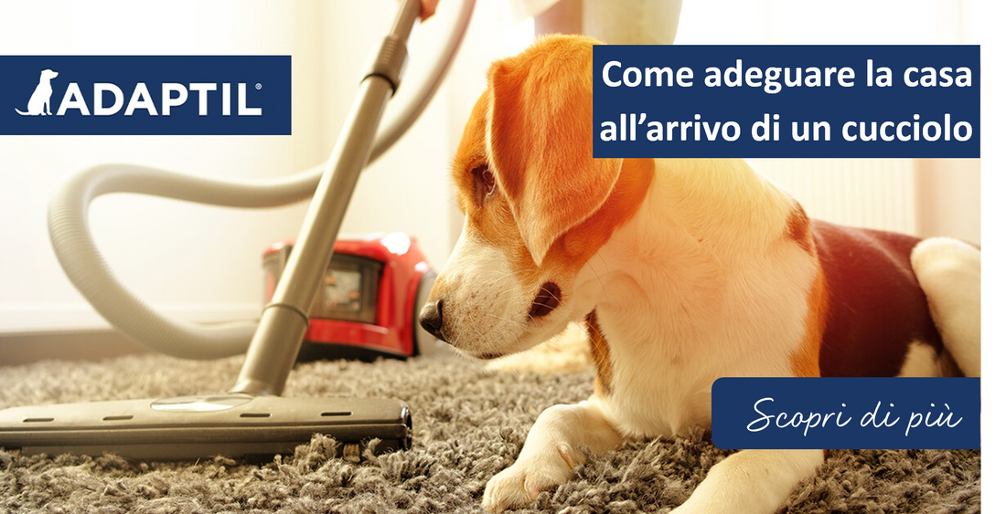 Come adeguare la casa all'arrivo di un cucciolo