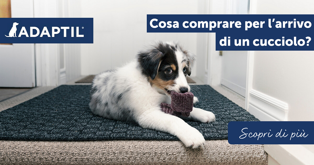 Cosa comprare per l'arrivo di un cucciolo?