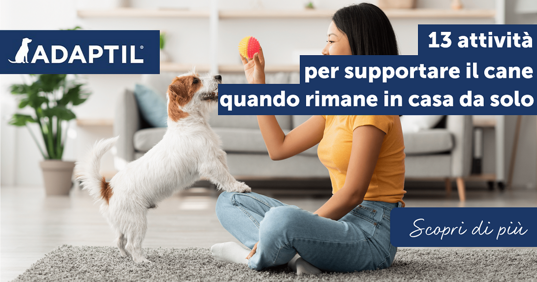 13 attività per supportare il cane quando rimane in casa da solo