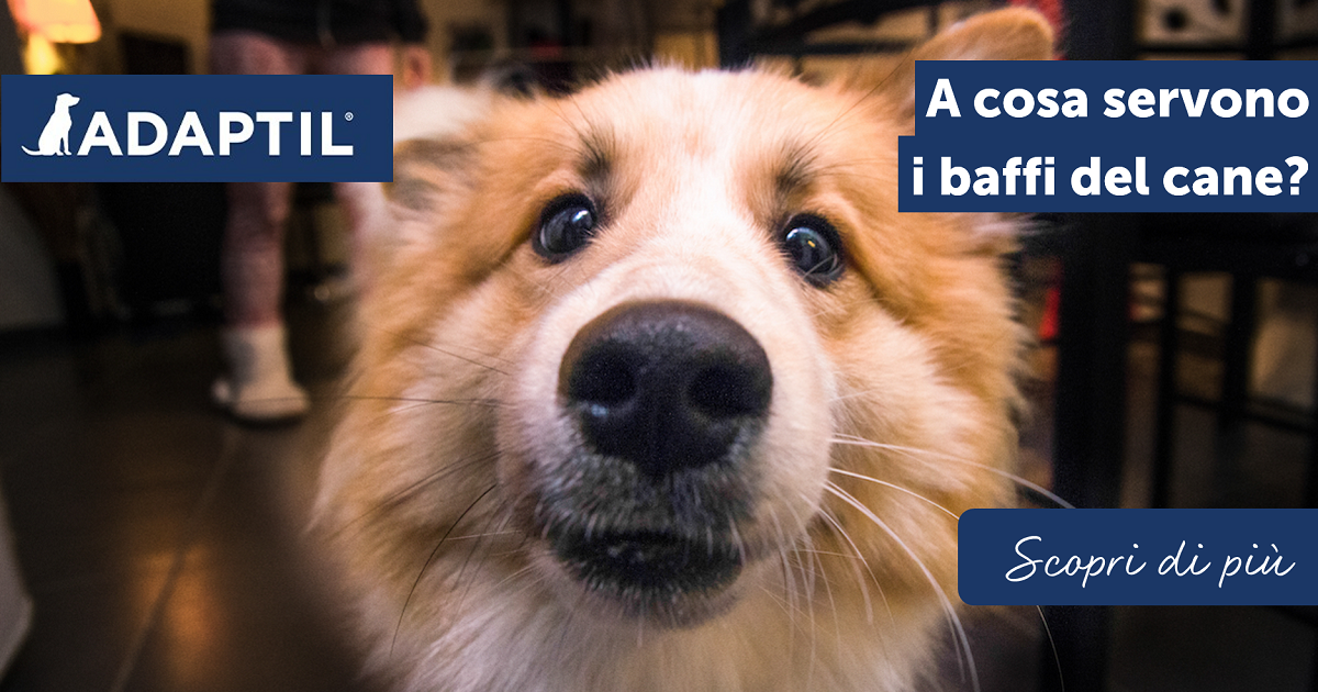 A cosa servono i baffi del cane?