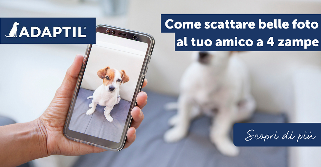 Come scattare belle foto al tuo amico a quattro zampe