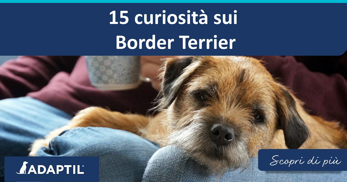 15 curiosità sui Border Terrier