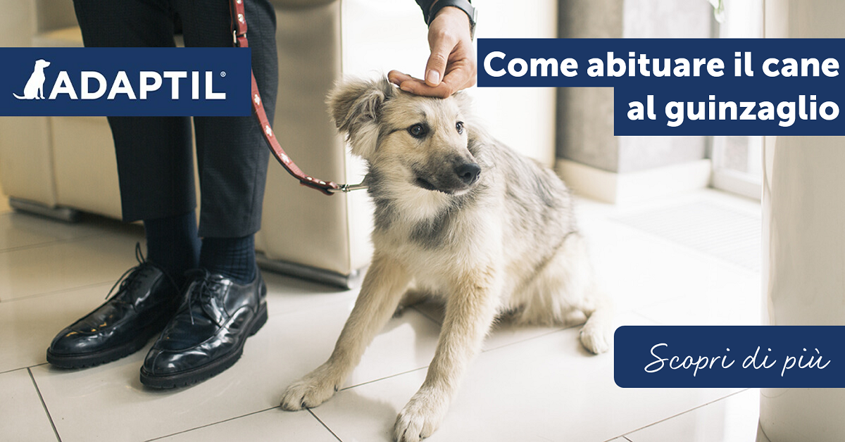 Come abituare il cane al guinzaglio