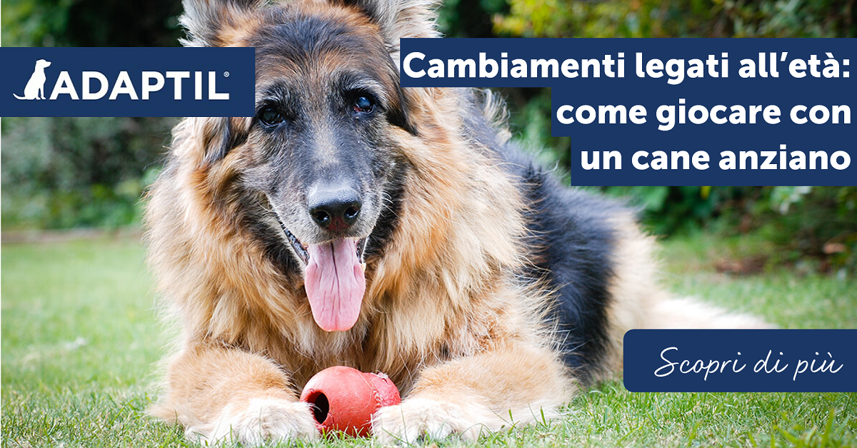 Cambiamenti legati all’età: come giocare con un cane anziano