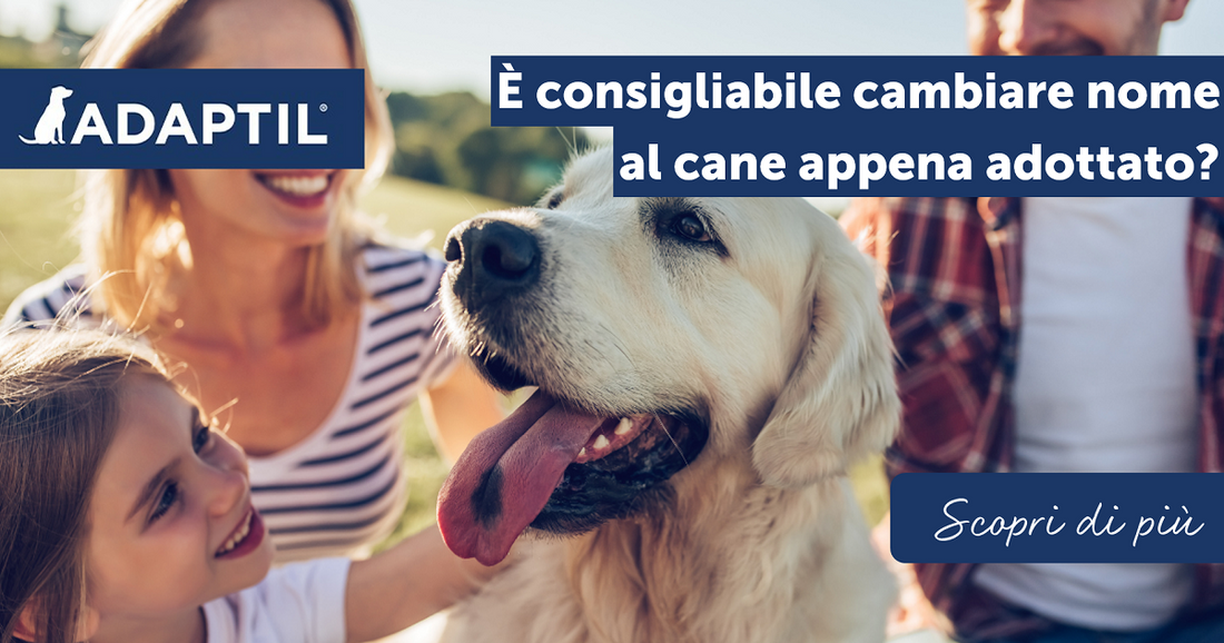 È consigliabile cambiare nome al cane appena adottato?