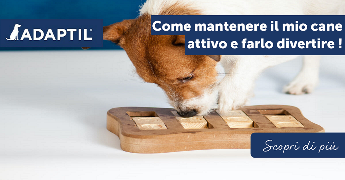 Come mantenere il mio cane attivo e farlo divertire!