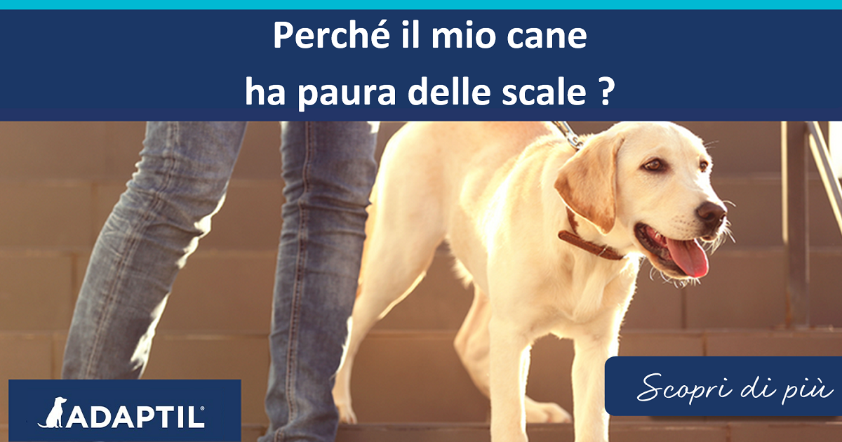 Perché il mio cane ha paura delle scale?