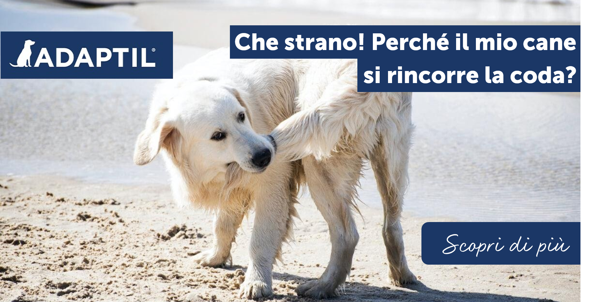 Che strano! Perché il mio cane si rincorre la coda?