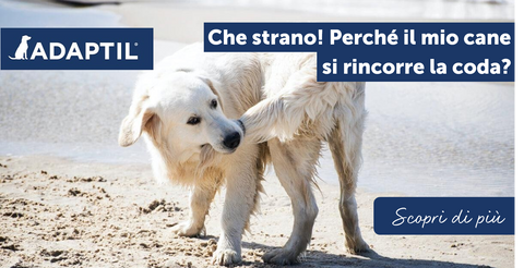 Che strano! Perché il mio cane si rincorre la coda?