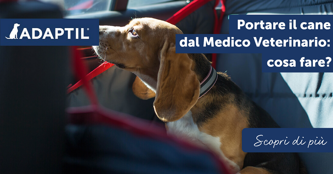 Portare il cane dal Medico Veterinario: cosa fare?