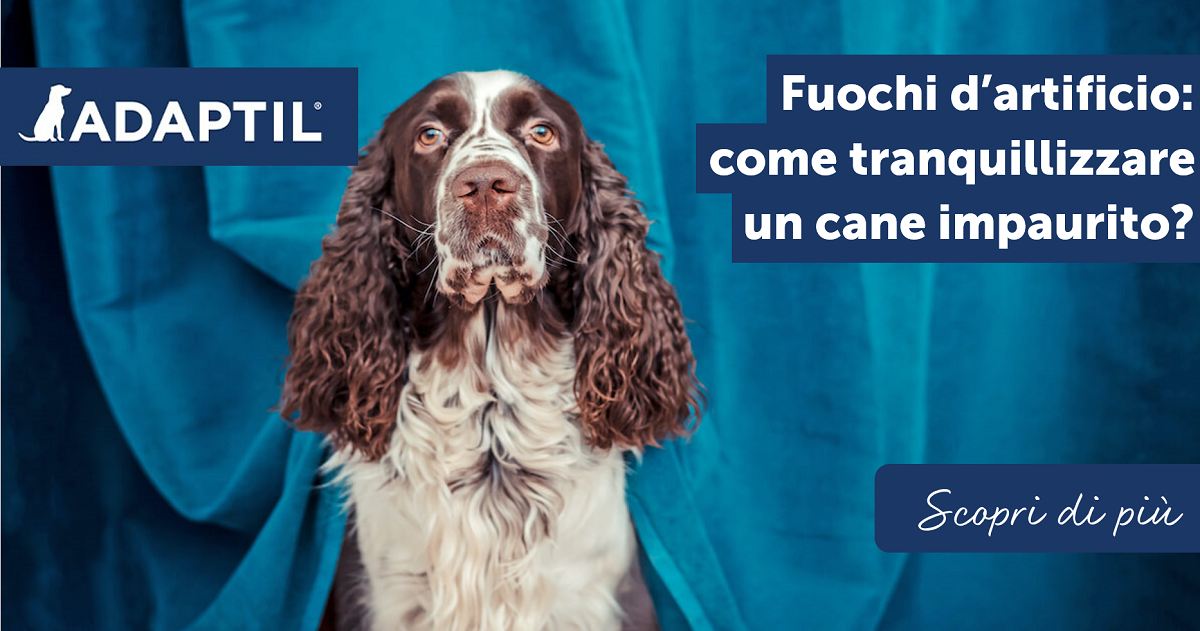 Fuochi d’artificio: come tranquillizzare un cane impaurito?