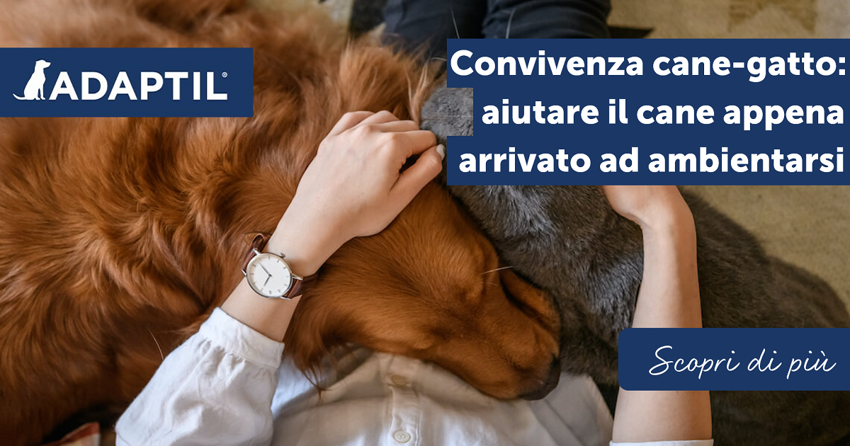 Convivenza cane-gatto: aiutare il cane appena arrivato ad ambientarsi