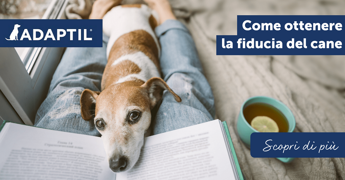 Come ottenere la fiducia del cane